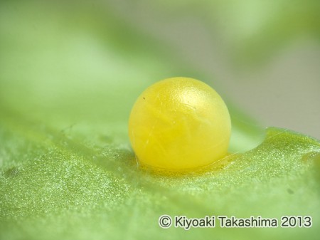 2013-06-07-04.36.08 ZS PMax
