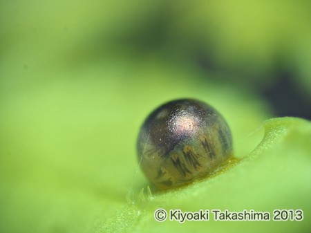 2013-06-08-07.00.59 ZS PMax