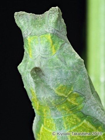 2013-06-26-09.55.43 ZS PMax