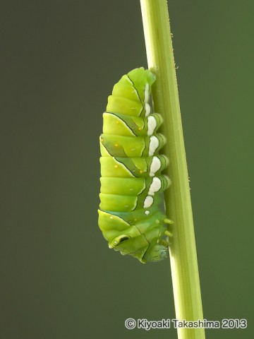 P6128106