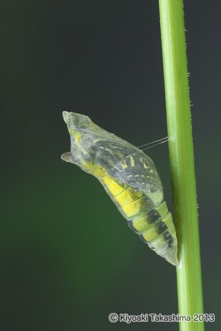 P6242379