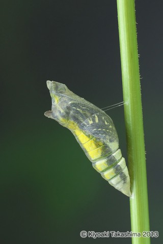 P6242393