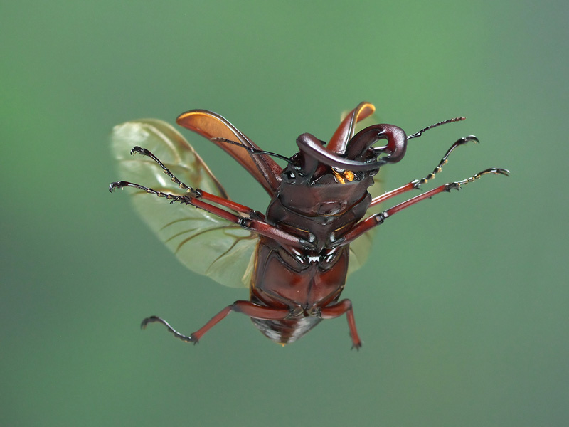 insect_space