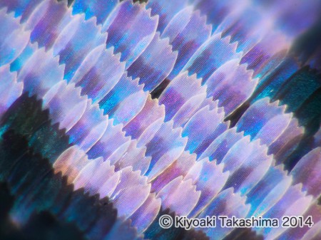 akatateha