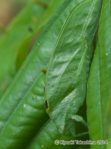 P3184726