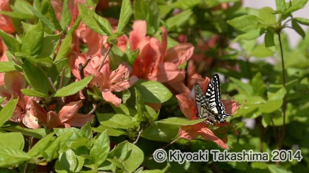 アゲハチョウ