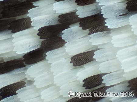 2014-08-23-18.13.45 ZS PMax