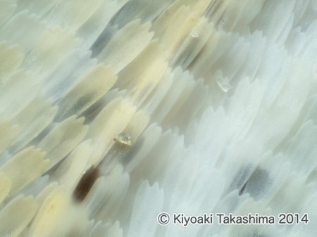 2014-08-26-09.33.49 ZS retouched