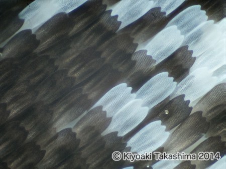 2014-08-26-10.06.45 ZS PMax