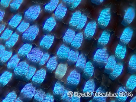 2014-08-26-13.08.11 ZS PMax