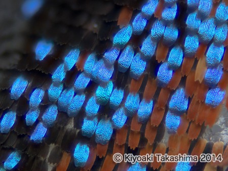 2014-08-26-13.11.30 ZS PMax