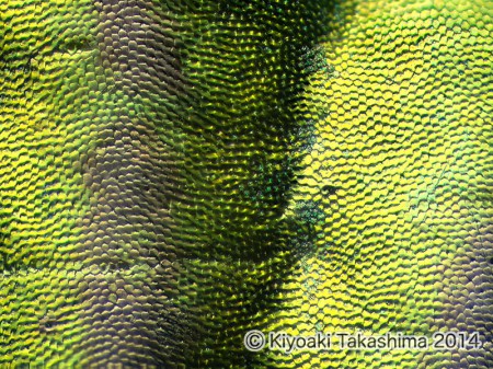 2014-09-01-03.52.27 ZS PMax