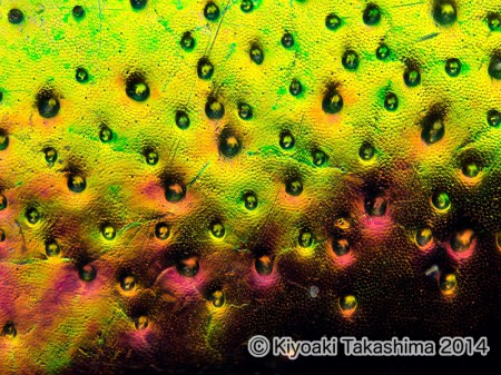 2014-09-08-09.34.46 ZS PMax