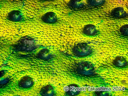 2014-09-09-09.08.29 ZS PMax