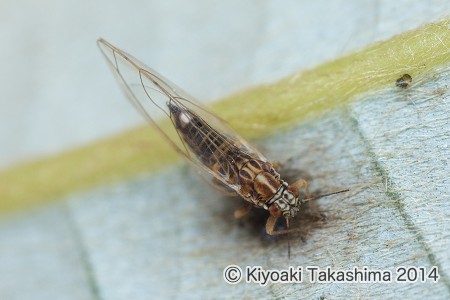 1C1A7605