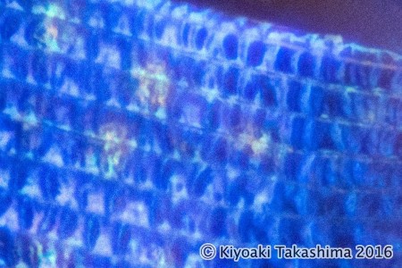 20160109_1X