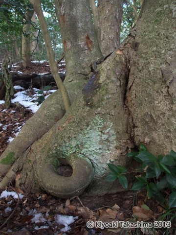 P1237620