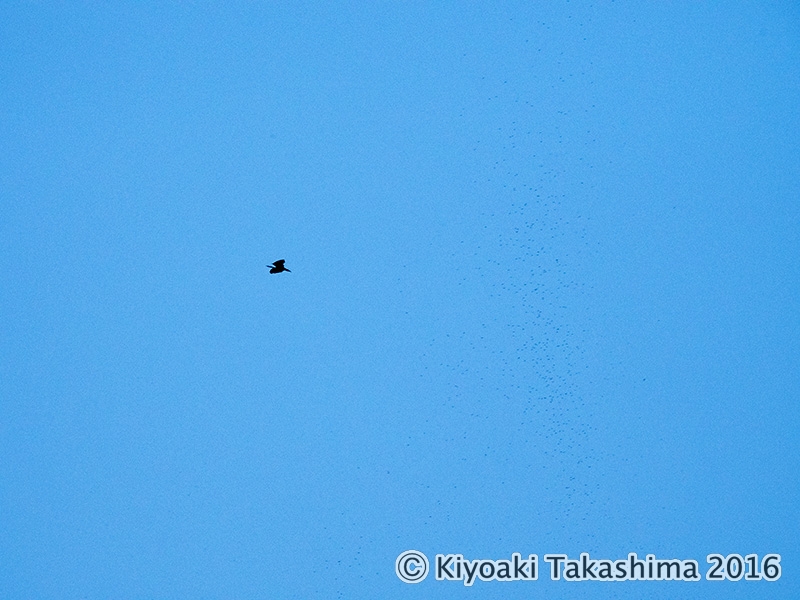 更にハッキリと蚊柱が写りました