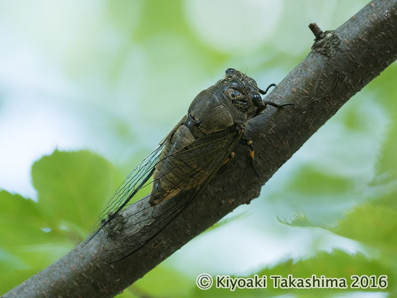 金沢市のスジアカクマゼミ