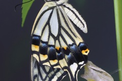 P6242484