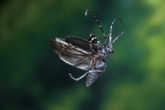P7146683