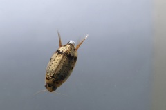 P7293669