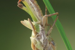 P7315543