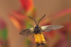 PA285897