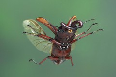 ノコギリクワガタ